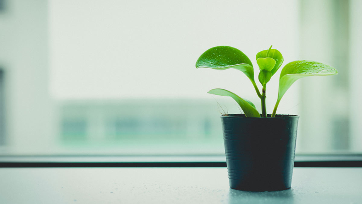 Close up of a healthy green plant in a pot with water droplets on the leaves